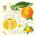 Pomarańcze serwetka 33x33 nr 46 nr 35